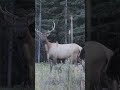 Craziest Archery Elk Shot!