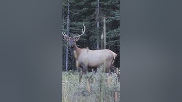 Craziest Archery Elk Shot!