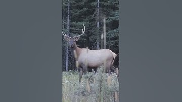 Craziest Archery Elk Shot!