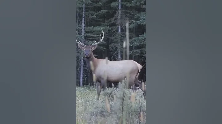 Craziest Archery Elk Shot!
