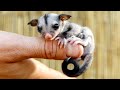 Cute Sugar Glider Videos 😍 Sugar Gliders Are Awesome