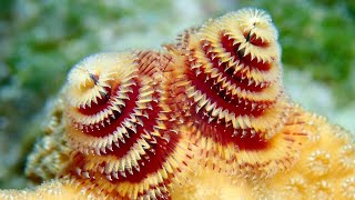 Facts: The Christmas Tree Worm