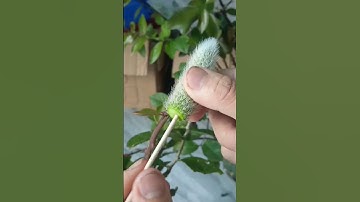 cách ghép xương rồng đuôi chồn trên cây kỳ lân