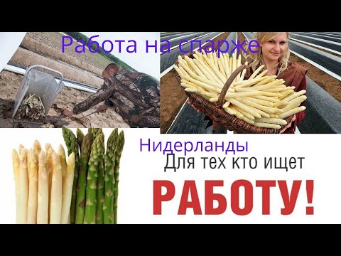 Сборка спаржи, или работа на спарже.