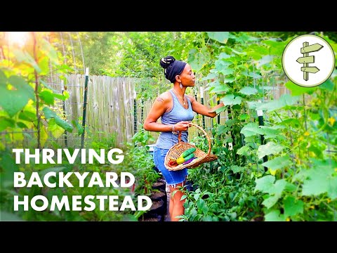 Woman's Incredible Backyard Homestead Produces TONS of Food for Her Family – URBAN GARDEN TOUR