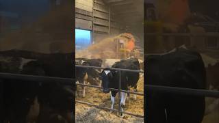 Shredder Straw For Cows #Farming #Farm #Cows #Cow #Cattleculture #Farmlife