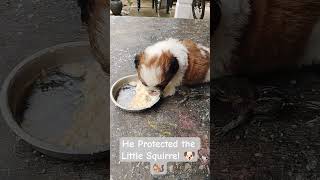 My Puppy Protected A Baby Squirrel Heart-Melting Moment