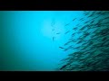 Gopro underwater mackerel fishing