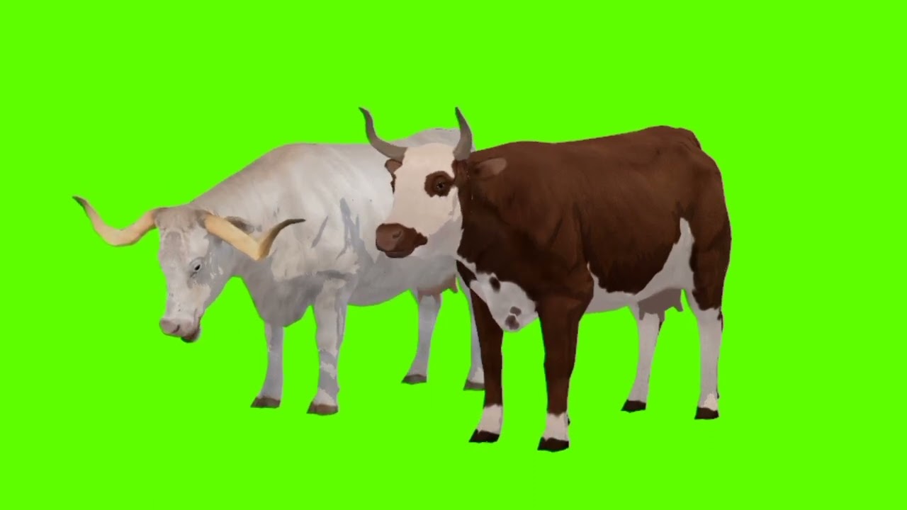 Two cow eating style new green screen cartoon animation video