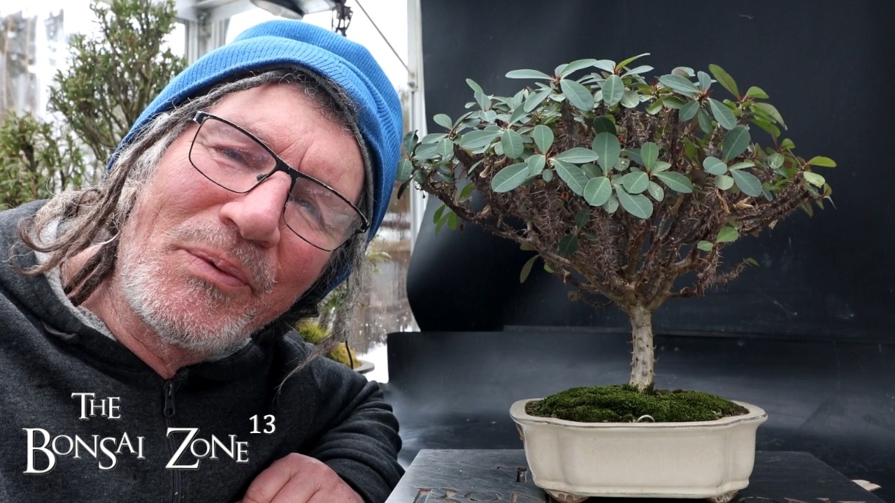 An Update to My Crown of Thorns, The Bonsai Zone, March 2026