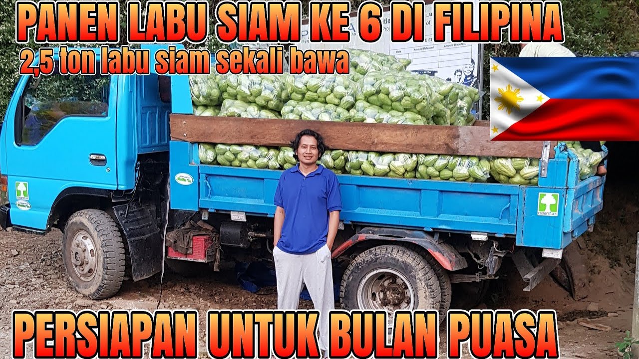 🇵🇭 PANEN LABU SIAM KE 6 DI FILIPINA, PERSIAPAN UNTUK BULAN PUASA