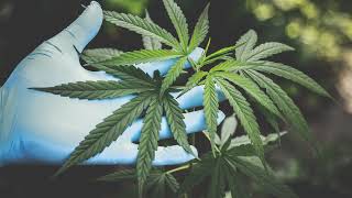 🔴 From Seed to Bud: Join our Continuous Grow Show - Legal Live Cannabis Cultivation around the Cl…