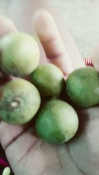 guaya 😸🤤 - YouTube