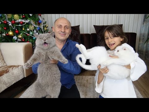 Video: En Yaygın 5 Noel Günü Evcil Hayvan Acilleri