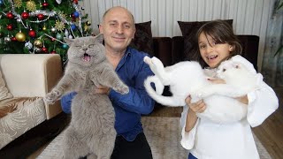 Evimize Dev Kedi Geldi Linaya Ve Pamuk Dorine Büyük Sürpriz