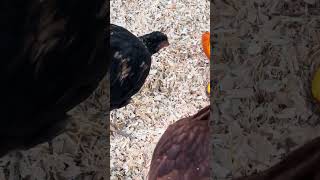 November 8, 2023 - Giving the Chickens a Treat at the Farm - Pumpkins!