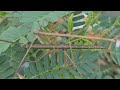 Stick bug eating tamarind leaves
