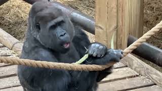 FEMALES BEFORE THE ARRIVAL OF VIKING | FOUR MONTH'S AGO 💕