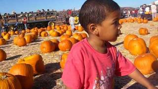 Pumpkin Patch