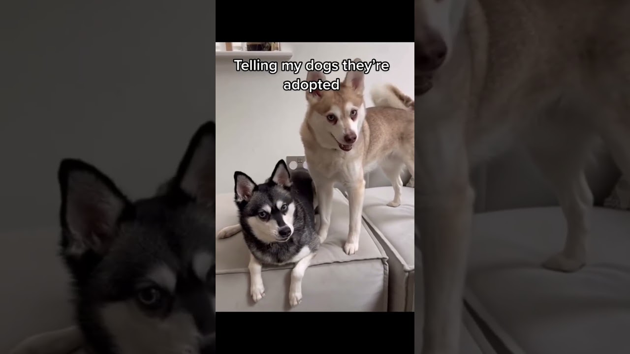 The Most Hilariously Cute Dog #funnydogs#cute#doglover#FunnyCuteDog#AdorablePuppy#FunnyCuteDog
