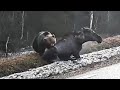 Urso em Ação / Urso vs. Porco, Alce