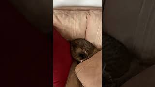Caturday