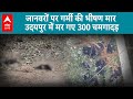 Rajasthan News: भीषण गर्मी में जानवर भी बेहाल, अब तक उदयपुर में 300 चमगादड़ मर गए |ABP LIVE