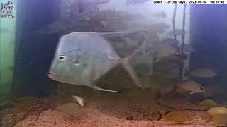 Lkdown Fish 90Th Species 5000 Subscribers