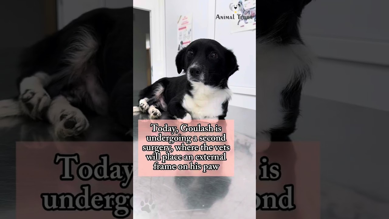 Today, we brought him to the hospital, and the vets are preparing him for it…  