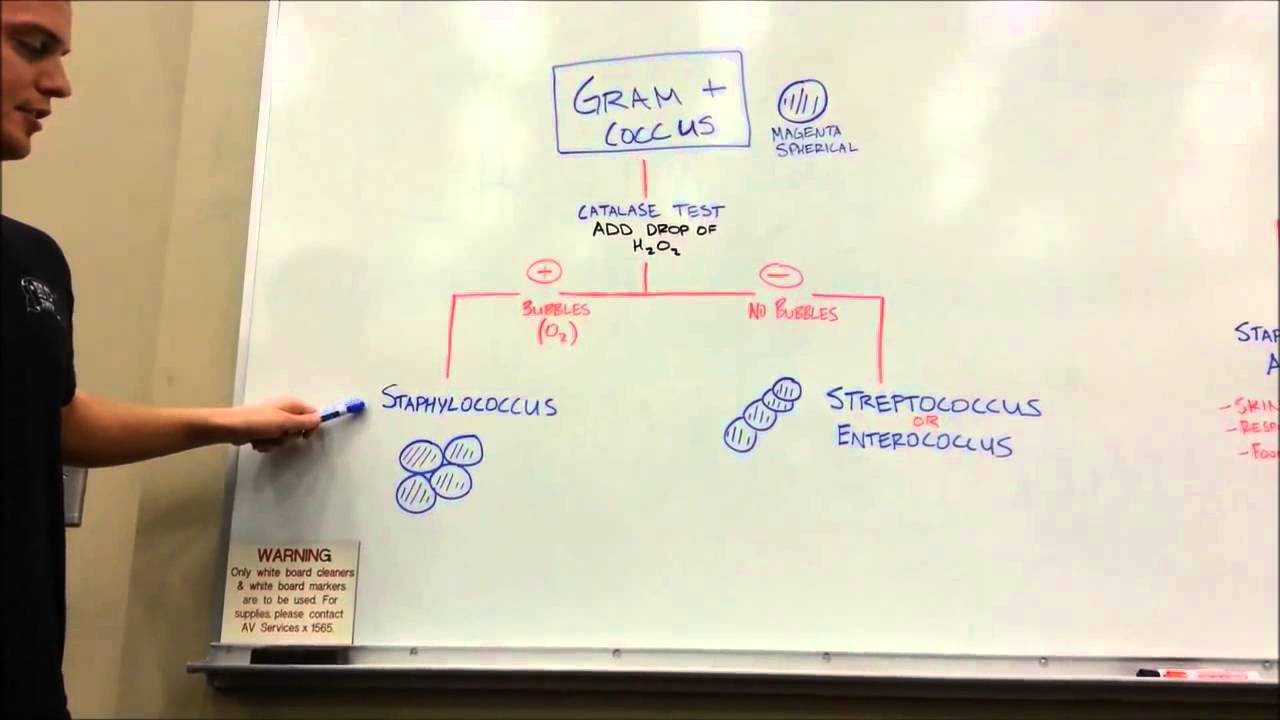 Gram Positive Cocci Unknown Flow Chart