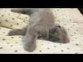 A kitten's nap
