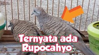 Gak disangka Poin Perkutut katuranggan Rupocahyo Istimewa Gak disangka Poin Perkutut katuranggan Rupocahyo Istimewa