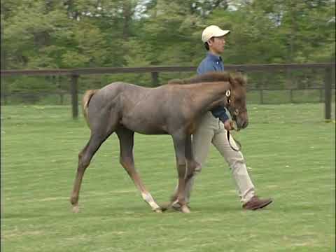 Famous Japanese Select Sale Walking Vidoes - YouTube