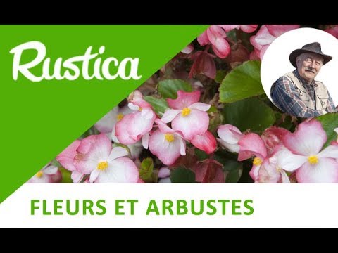 Vidéo: Bégonia à Partir De Graines à La Maison (16 Photos): Planter Et Cultiver Des Graines De Bégonia à La Maison. Quand Semer Des Graines Pour Les Semis ?