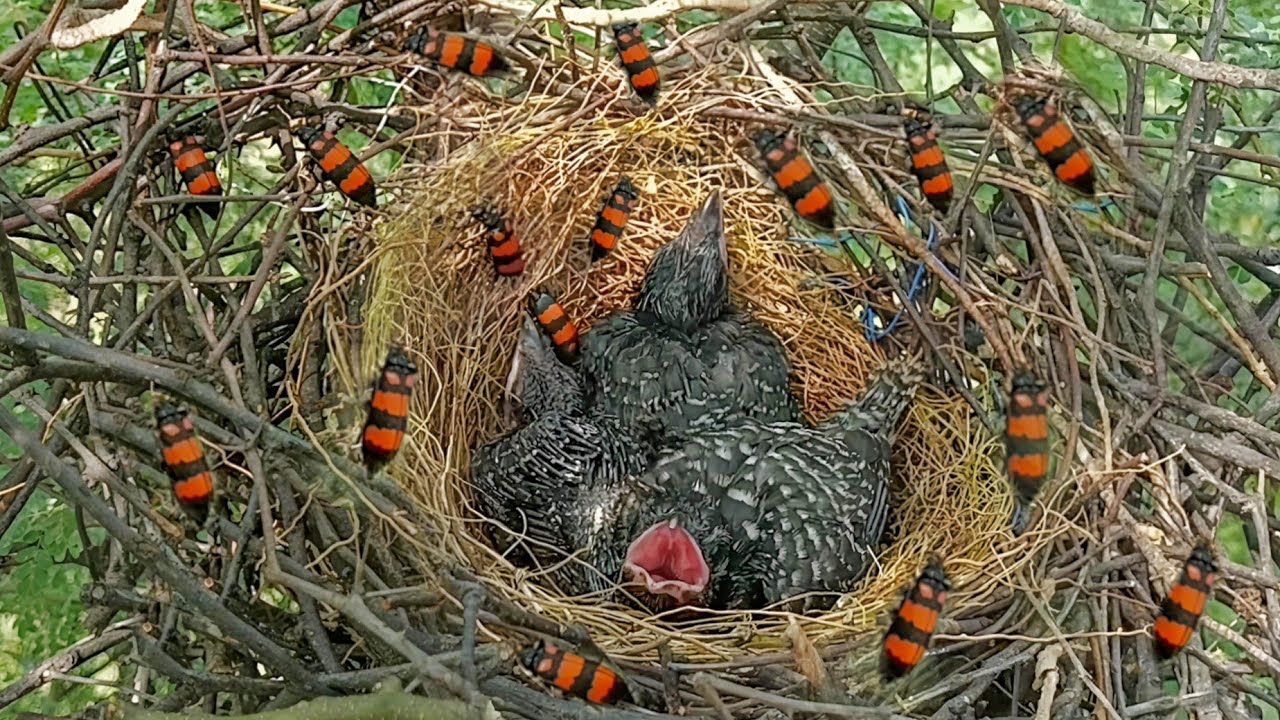 Grooved Insect Nest Hycleus insect in crow bird's nest @BirdsofNature107 - YouTube