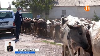 «Коровий бунт» в Туркестанской области: сельчане пригнали скот на акцию протеста