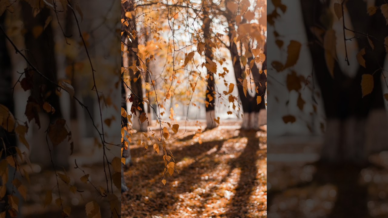 Tente de branches et de feuilles