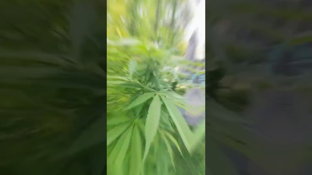 Mimosa X Orange Punch 