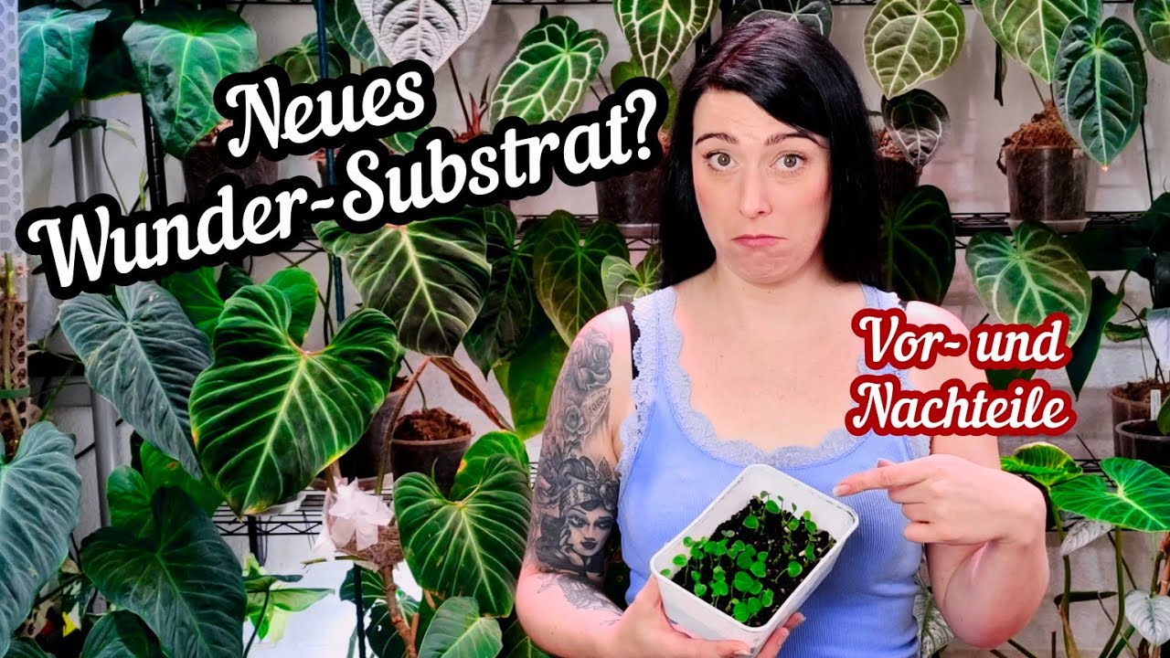 Schwarzes Substrat ? Stratum / Soil Anwendung fr Zimmerpflanzen, Vorteile  und Nachteile