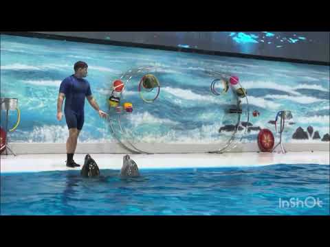 Dubai Dolphinarium