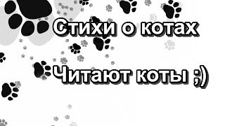 Мурлыки коты читают стихи о котах Мурлыки коты читают стихи о котах