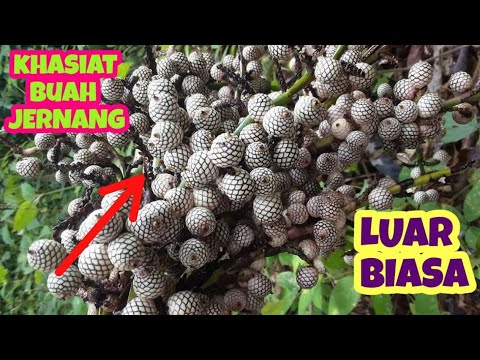 Gak Semua Orang Tahu KHASIAT BUAH JERNANG Rotan Jernang 