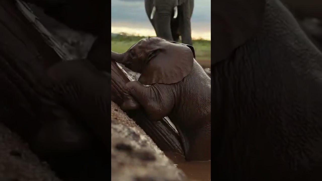 Never give up! The elephant's "collective rescue" is the strongest emotional intelligence on land!