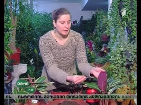 ვიდეო: როგორ გამოვკვებოთ ოთახის მცენარეები