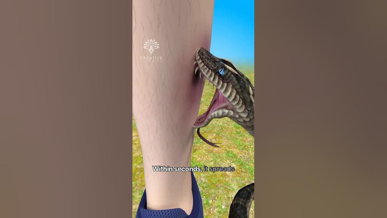 What Happens Inside Your Body When a Snake Bites You #snakebite #short - Creativelearning3d What Happens Inside Your Body When a Snake Bites You #snakebite #short - Creativelearning3d