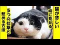 猫の気持ち・猫が悲しい時にする5つの仕草と慰める方法・招き猫ちゃんねる