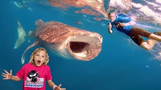 Swimming in the Ocean with Whale Sharks and Manta Rays!