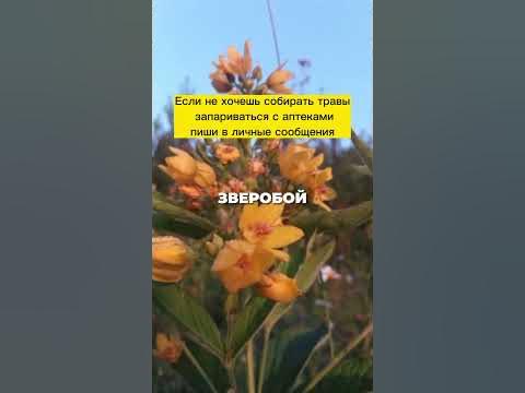 ЛУЧШИЕ ТРАВЫ против гельминтов #shorts - YouTube