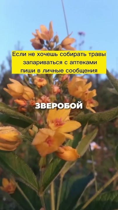 ЛУЧШИЕ ТРАВЫ против гельминтов #shorts - YouTube