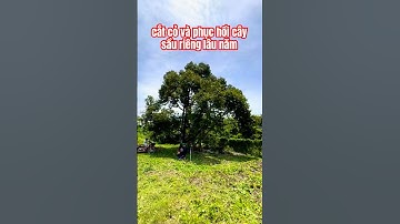 Phục hồi cây sầu riêng lâu năm-Bữa nay cắt cỏ xung quanh #minhhieutv791 #phuchoisaurieng